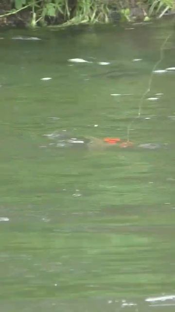 1063 ОШИБКА  Поклевок РЫБЫ не будет РЫБАК стоит БЛИЗКО #и