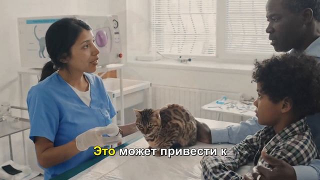 Как ухаживать за кошкой после стерилизации смотреть онлайн