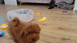 Маленького Щенка Мальтипу пытаемся подружить с Котом