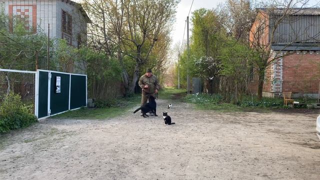 Немецкая овчарка 7 месяцев Граф! Отработка команды ко ?