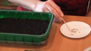 Посев томатов на рассаду - 7 дач