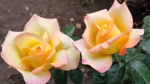 Далекий город 23 серия русская озвучка Турецкий сериал