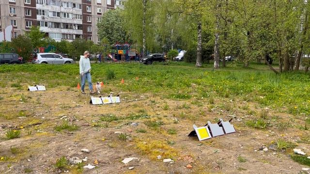 Ро Дебют Елена Галичанина и Йоша Кубок Панды по ралли обидиенс 2025