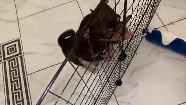 Донечке и Ляле организовали вольер, пока ни каких свад