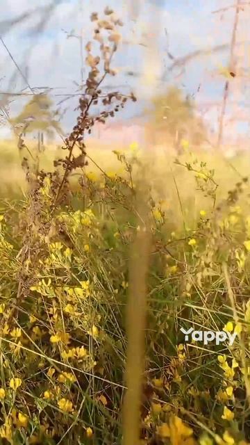 КРАСОТА ПРИРОДЫ смотреть онлайн