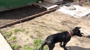 Приучение собаки к будке и привязи, цепи. Предусматрив