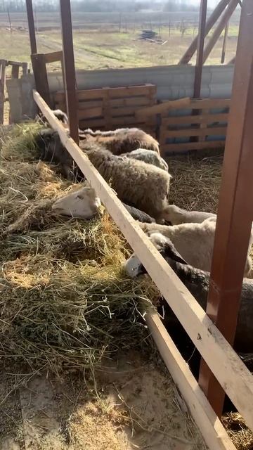 Люцерна#Shorts смотреть онлайн