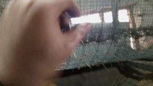 самодельное барабанное сито