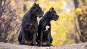 ЛУЧШИЙ ЗАЩИТНИК! ПОРОДЫ СОБАК ДЛЯ ОХРАНЫ ДОМА. Выбирае