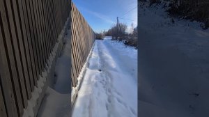 #бельгийская овчарка малинуа живёт на улице при минус