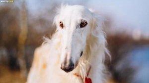 РУССКАЯ БОРЗАЯ: Всё о породе, плюсы и минусы прекрасно?