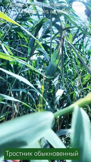 Флора Крыма #природа #shortsvideo #nature #shortvideo #шортс #рекомен? смотреть онлайн