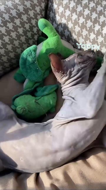 Сфинкс наша ЧАра смотреть онлайн