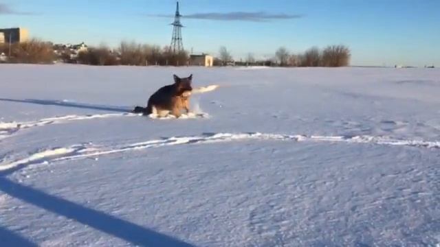 Ацель Хоф Прияна и Люстикхоф Евлампия (г. Тамбов)