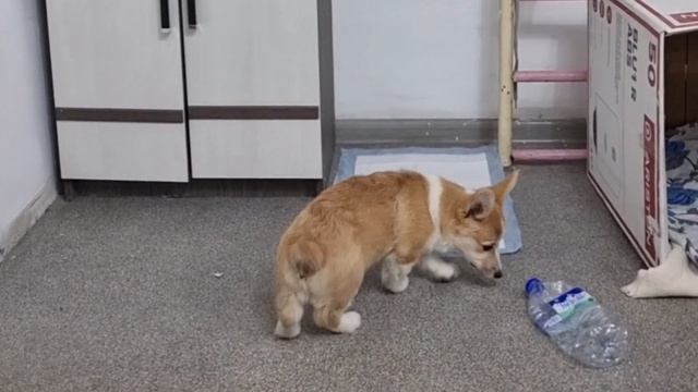 Первые 24 часа с щенком Корги. Стресс, радость, игры, сон