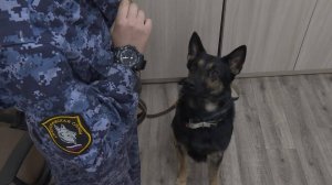 В Варских откроют учебно-кинологический центр для животных