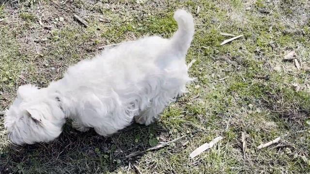 Выбор имени для собаки.  Популярные имена со смыслом.