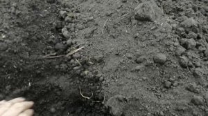 ЛТЗ-55 и другие "ОГОРОДНЫЕ ХЛОПОТЫ" . Часть 1.