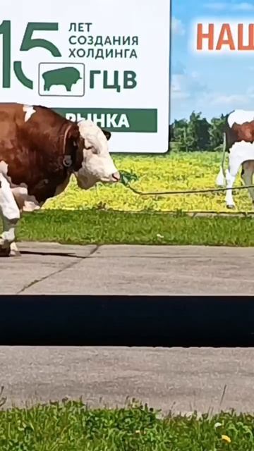 Опаздываю🕒🏃💨 почти😁