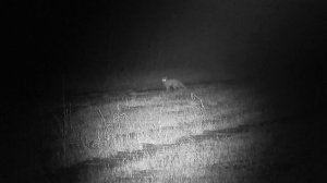 NVH075-940-50, лиса, 102 шага