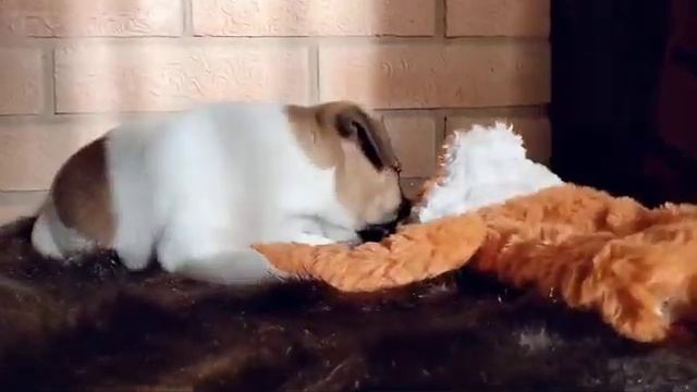 📞+7 960 532-41-22 Продаются щенки 🐶 Джек Рассел терьер ✍️ ?