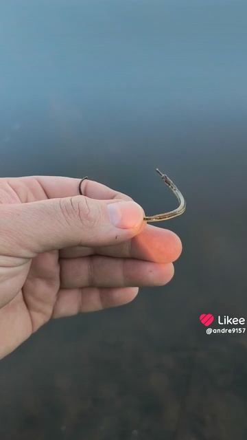 эх хвост чешутся. ...