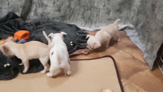 девочки чихуахуа