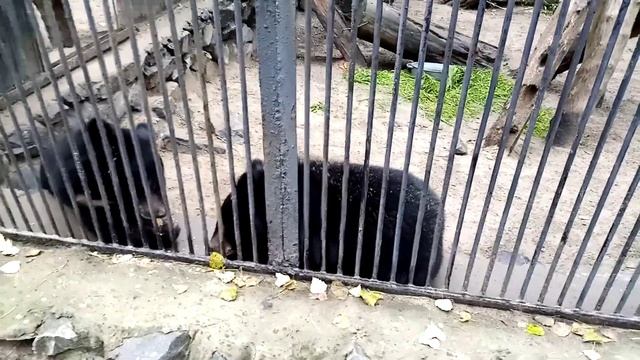 Гималайские медвежата очень сильно поругались из-за у смотреть онлайн