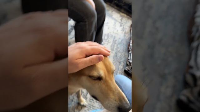 Повод к вызову: у собаки ложная щенность смотреть онлайн