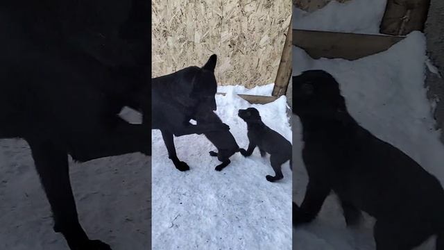 Немецкая овчарка чёрного окраса