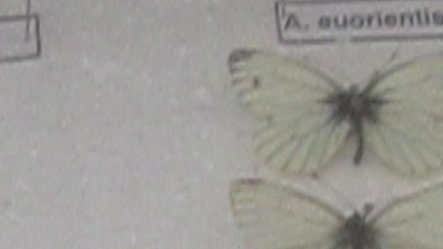 MVI_3559 смотреть онлайн