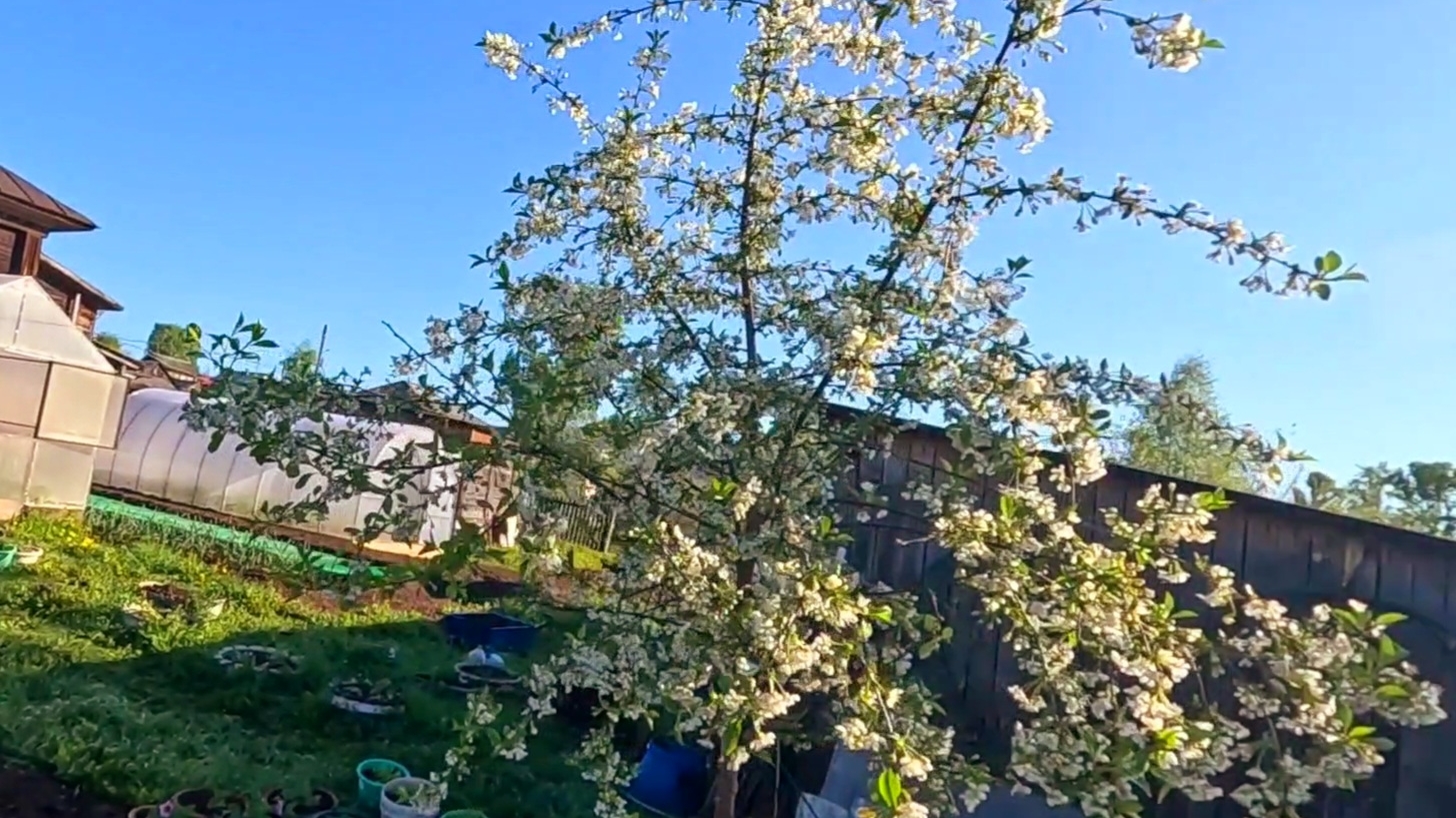 Обрабатываем вишню и сливу для обильного урожая!! смотреть онлайн