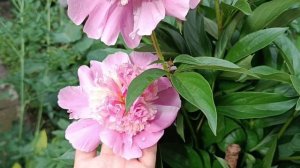 пион Эденс парфюм, так покупала в питомнике под этим н?