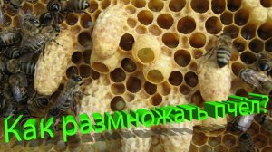 Секреты идеального размножения пчёл | Профессор Кашковский