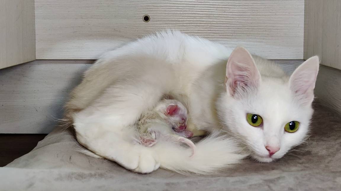 Мама-кошка, не уходи, я хочу молока. Новорожденный котенок мяукает. Второй день. смотреть онлайн