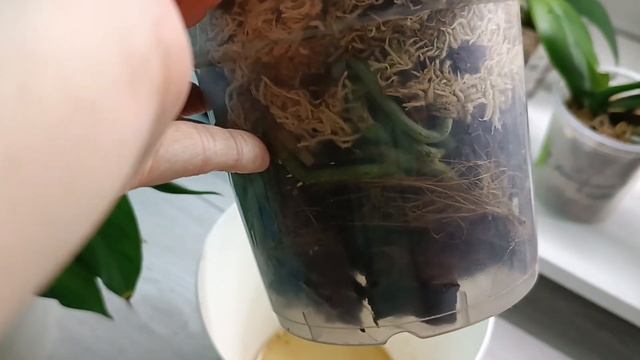 НОВЫЕ РОСПУСКИ ОРХИДЕЙ 💗💖💕 Домашнее цветение 🌿 #о? смотреть онлайн