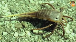 🎬 Земля 430 миллионов лет назад - Силурийский период. Эволюция