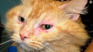 Почему у кошки слезятся глаза и что с этим делать