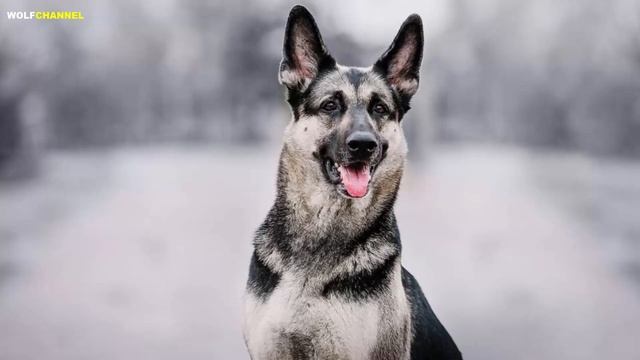 ВОСТОЧНОЕВРОПЕЙСКАЯ ОВЧАРКА ПРОТИВ НЕМЕЦКОЙ ОВЧАРКИ. смотреть онлайн