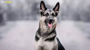 ВОСТОЧНОЕВРОПЕЙСКАЯ ОВЧАРКА ПРОТИВ НЕМЕЦКОЙ ОВЧАРКИ.