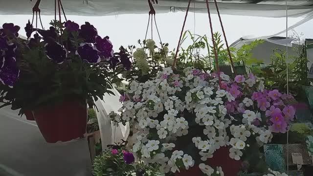 Невероятно красивая Ярмарка цветов Кострома смотреть онлайн