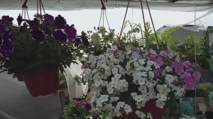 Невероятно красивая Ярмарка цветов Кострома