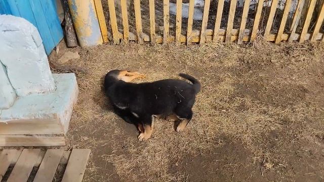 Овчарка и Такса / German Shepherd And Dachshund