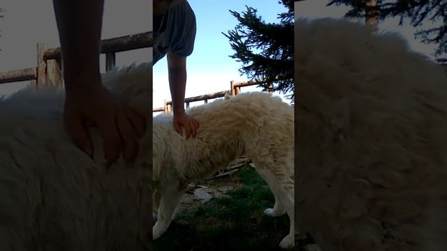 Българска каракачанка овчарка, Цигов Чарк, 01.09.2018 част