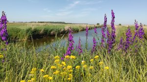 Рыбалка в мае. Пение птиц на природе 23.05.2025г.#Кубань#рыбалка#весна#пениептиц#отдых