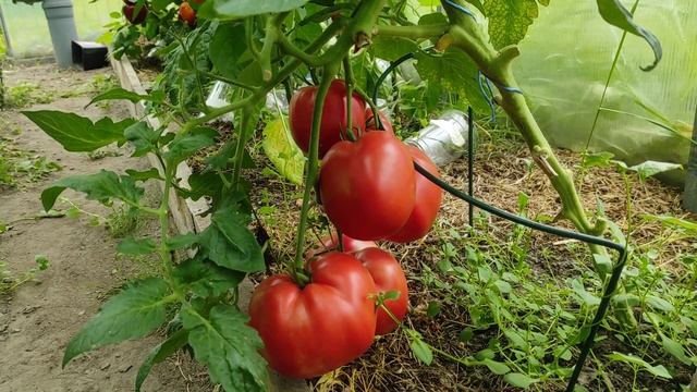 Сорт Супер Клуша. смотреть онлайн