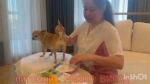 Чистка парааанальных желез чихуахуа. И надо ли это дел