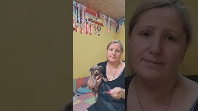 стрижем коготки чихуахуа Питомник Кастропуло Крым ку? смотреть онлайн