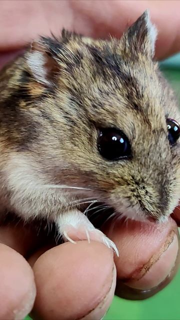 Ручной хомяк. #хомяк #шорты 4k смотреть онлайн