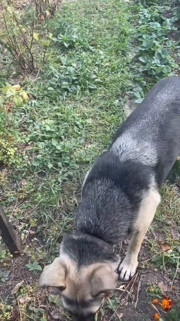 Зара съела все цветы! Что ей не хватает в организме? смотреть онлайн